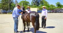 La Expo Nacional 2021 tuvo su jornada previa con admisión y medición de caballos