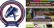 Calle Larga se engalana con Exposición y Rodeo de la Asociación de Criadores de Los Andes