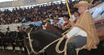 Club Osorno corre y se suma a la fiebre por la aparta de ganado