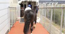 Los caballos de Palmas de Peñaflor emprendieron una nueva gran aventura