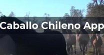 Todos los detalles de la Caballo Chileno App en la palma de tu mano