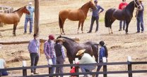 ¡Todos medidos y en condiciones! Los caballos participantes en la Expo Nacional esperan la jura