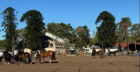 Presidente de los Criadores Uruguayos: Soy muy fanático de los caballos chilenos